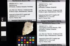 Foto (Objket + Etiketten) von Coelopus sp. 